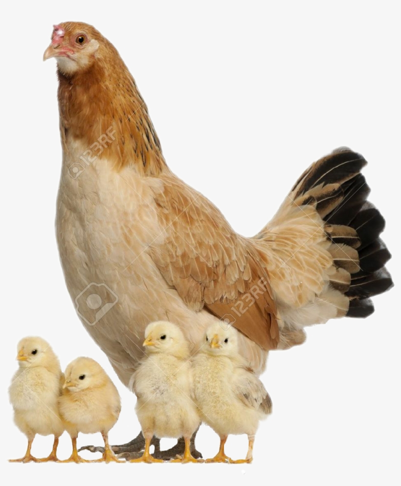 Hen With Chicks Png, transparent png download