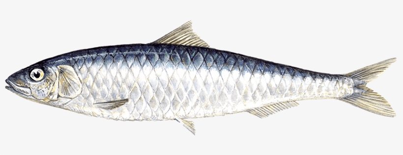 Sardine - Sardines Fish Png, transparent png download