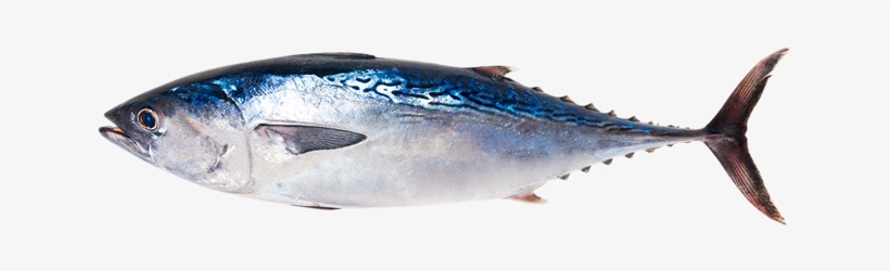 Pure, Fresh Tuna Steaks - Fresh Tuna Fish Png, transparent png download