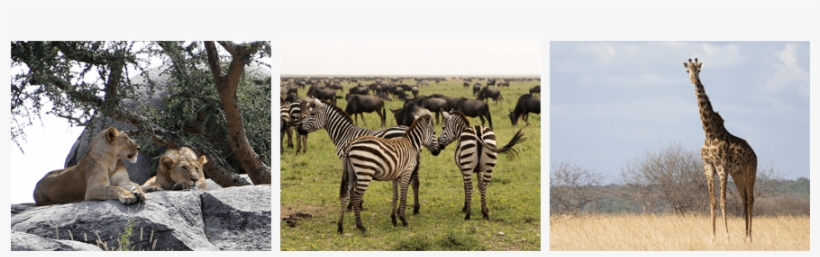 3,230 Sq Km - Quagga, transparent png download