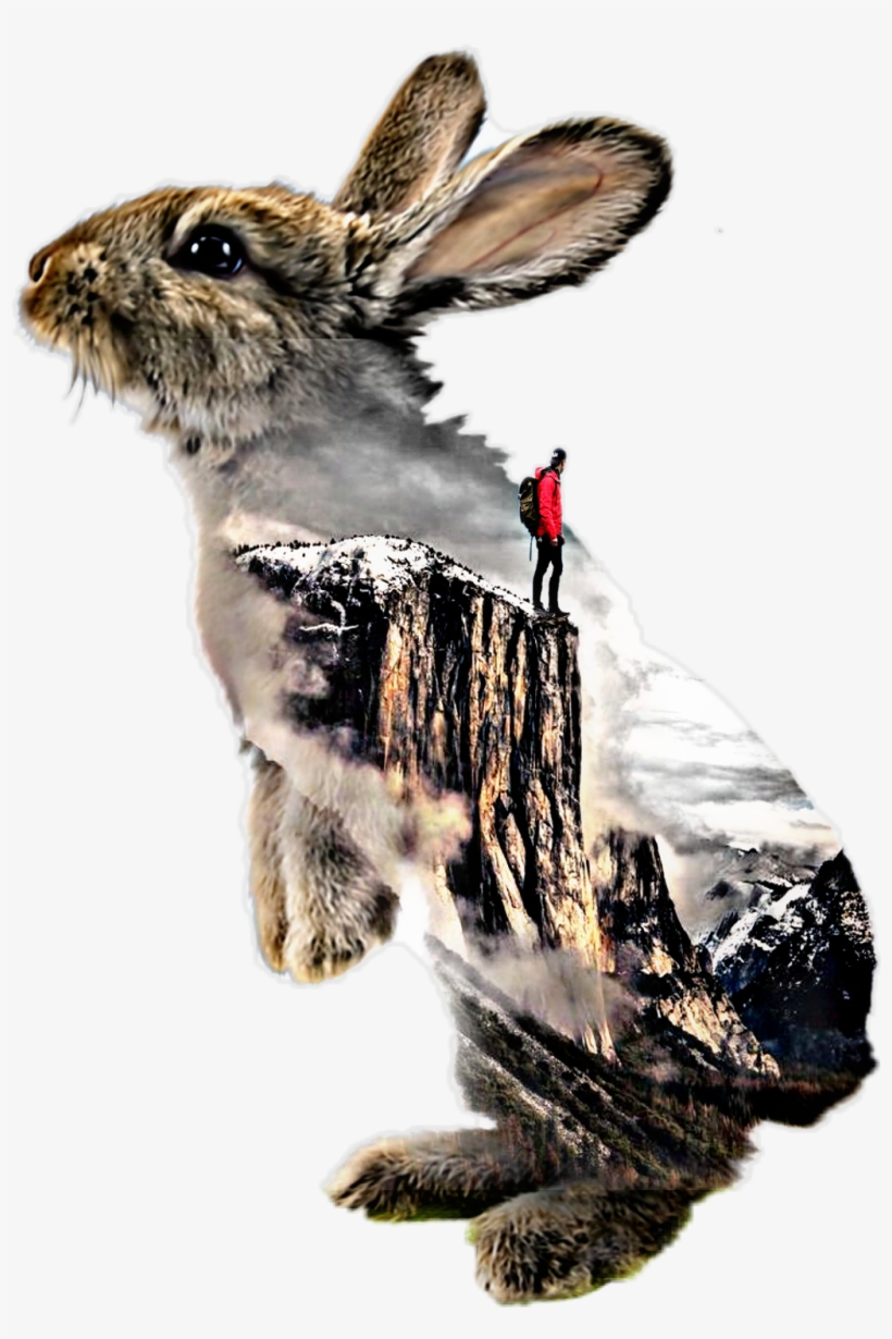 Report Abuse - Domestic Rabbit, transparent png download