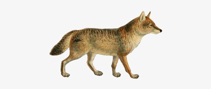 Dogs, Jackals, Wolves, And Foxes - Jackal Png, transparent png download