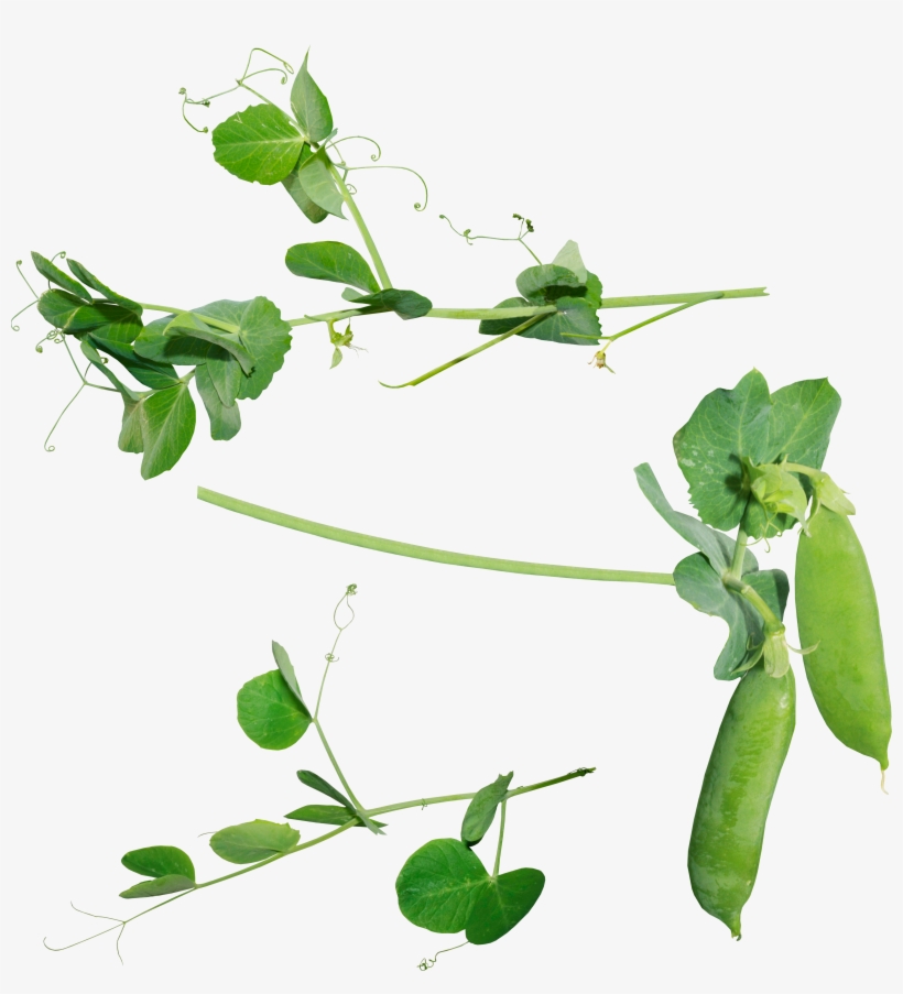 Pea Png - Pea Plant Png, transparent png download