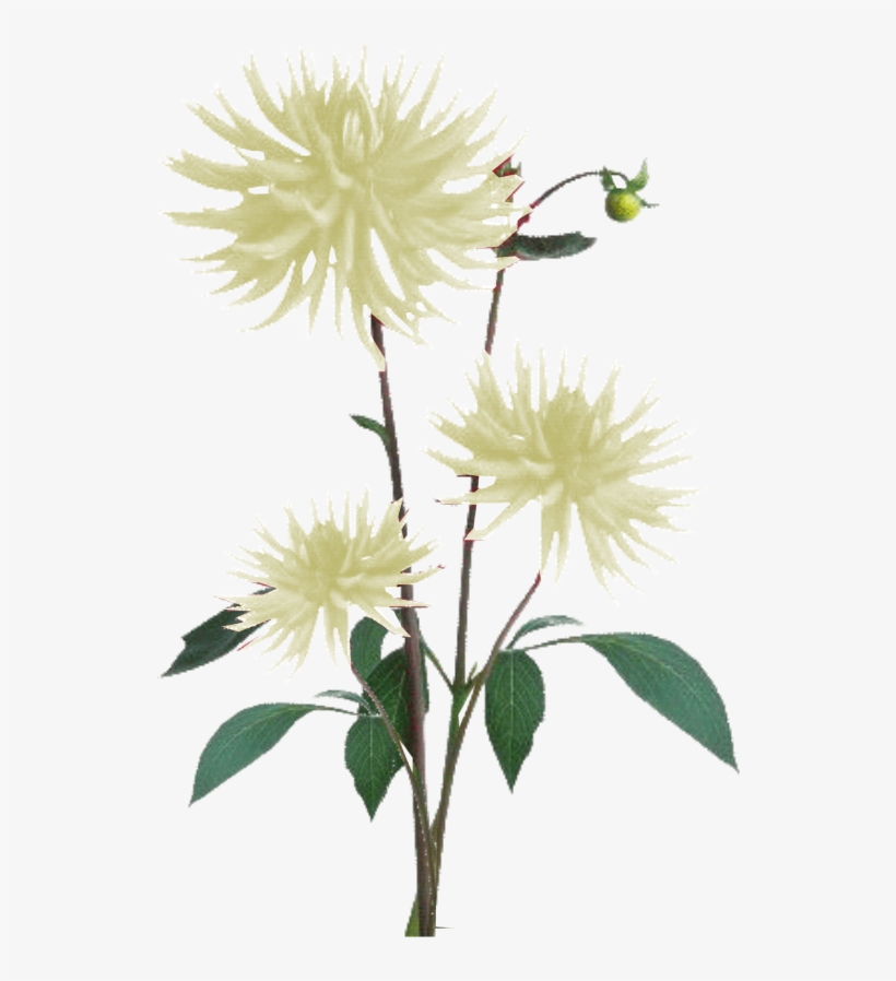 Jacey-light Yellow Dahila Plant Texture - Texture Plants Second Life Png, transparent png download