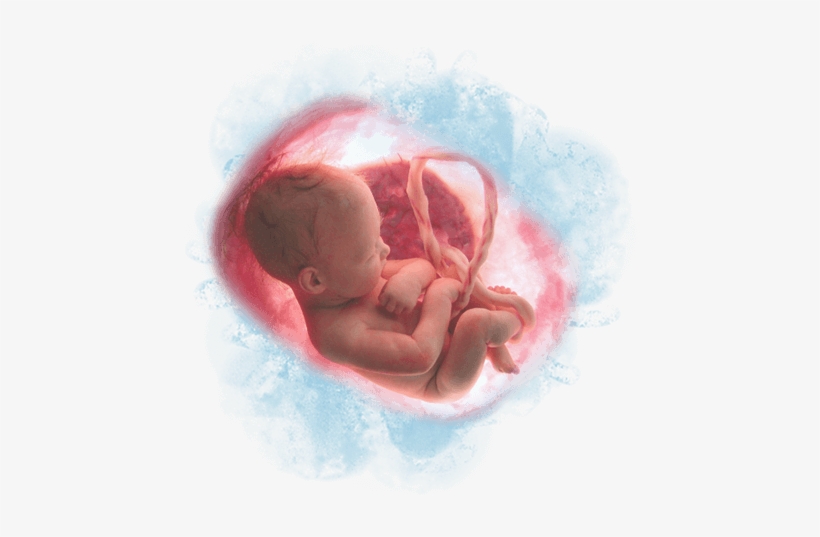 That Supports Women In Unplanned Or Crisis Pregnancy - Handbook Of Embryogenesis, transparent png download