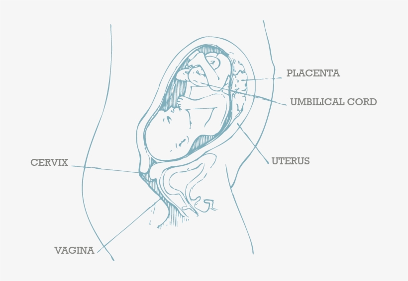 20 Week Scan - Sketch, transparent png download