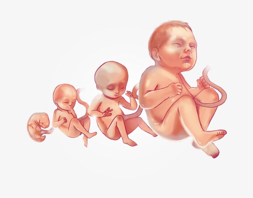 Pregnancy Week By Week Baby Progression Wk2wk - Pregnancy, transparent png download