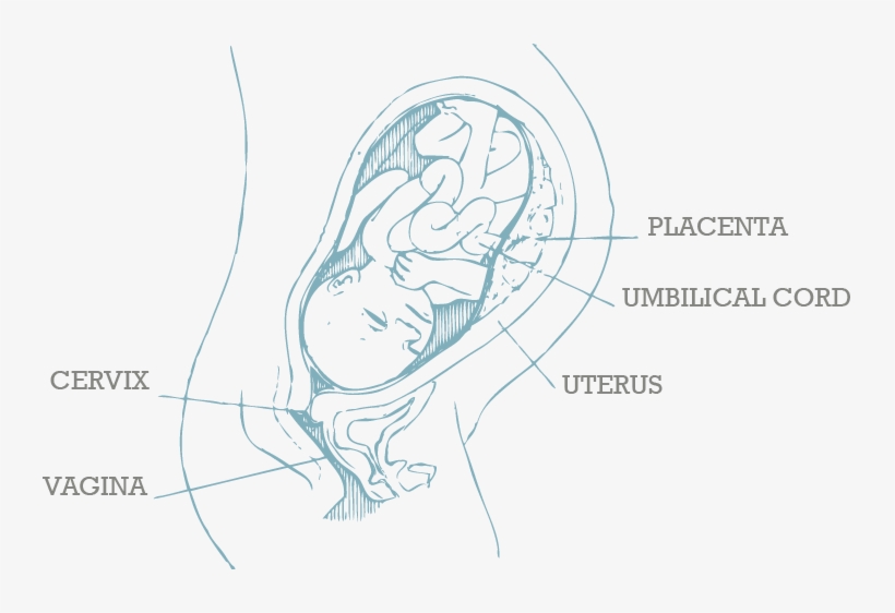 For - 32 Week Fetus Weight In Kg, transparent png download