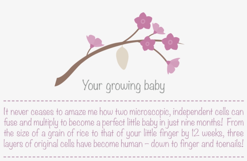 Baby's Development In The First Trimester - Moth Orchid, transparent png download