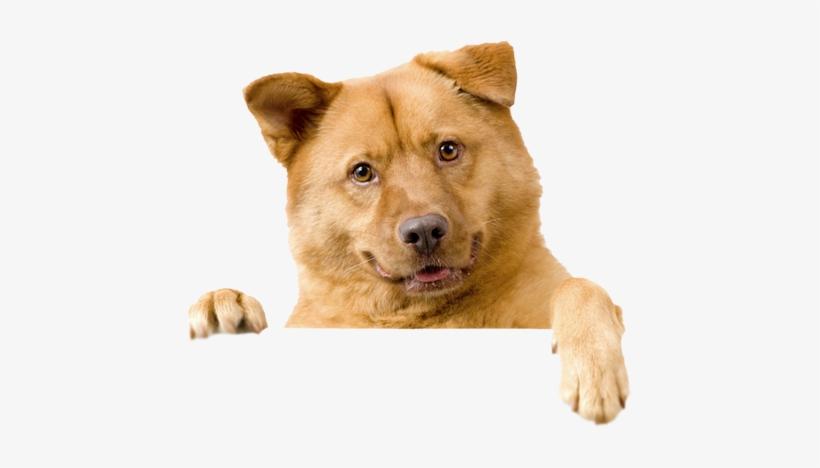 Image - Domestic Cats And Dogs, transparent png download