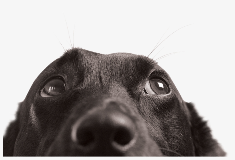 "you May Find Pet Insurance That Costs Less Up Front, - Real Service Dog Vest Vs Fake, transparent png download