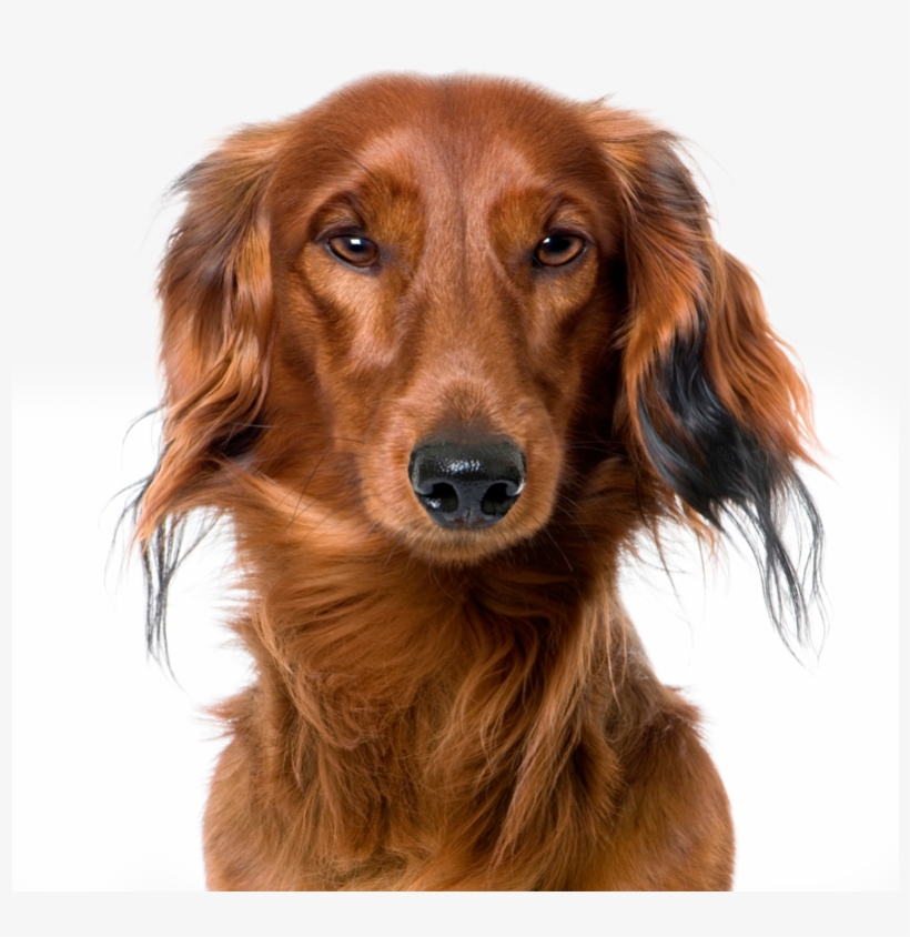 Gradient Background - Chick'n Snack Anti Stress 85g, transparent png download