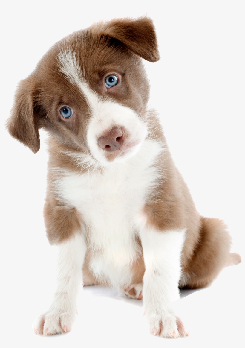 Are Experiments On Dogs Reliable For Medical Research - Cute Dog, transparent png download