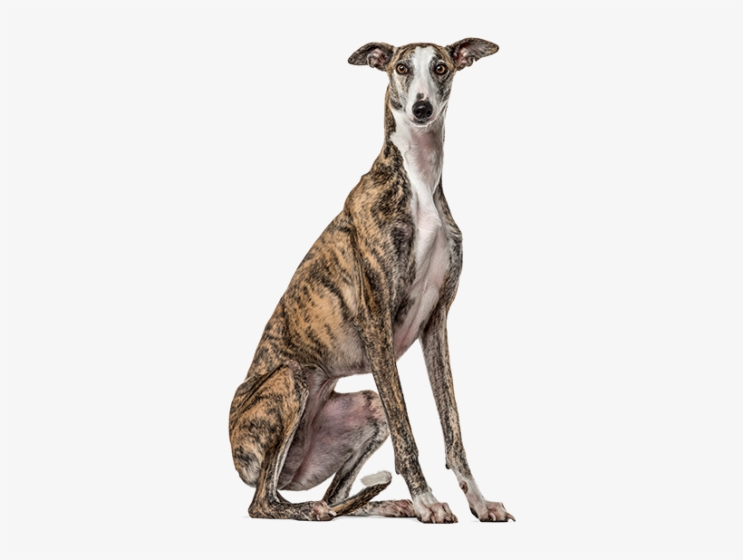 Productanimals Layout Dog Transparent - Galgo Sentado, transparent png download