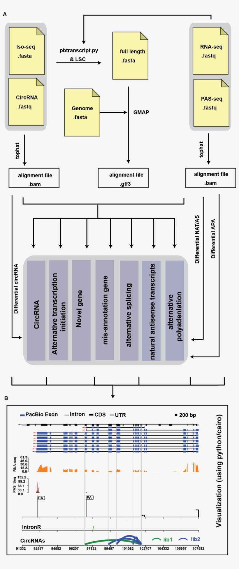Furthermore, Prapi Can Annotate New Genes And Correct - Transcriptome, transparent png download