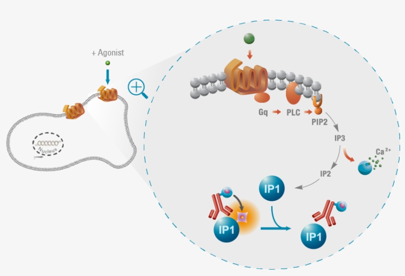The Ip-one Pathway - Camp Accumulation Assays, transparent png download