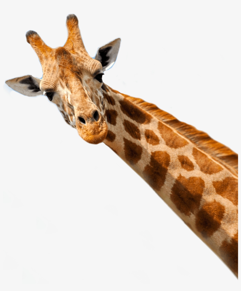 At Full Speed To The Place Of Delivery - Die Besten Folgen Der 9.staffel Dvd, transparent png download