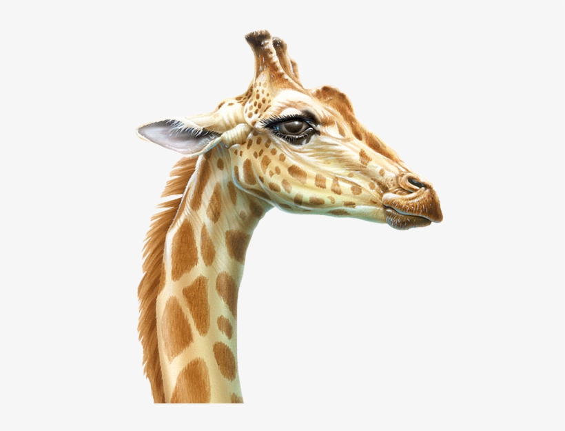 Pjkoi7a Srq8o2qynol8hepbnuo - Giraffe Illustration, transparent png download