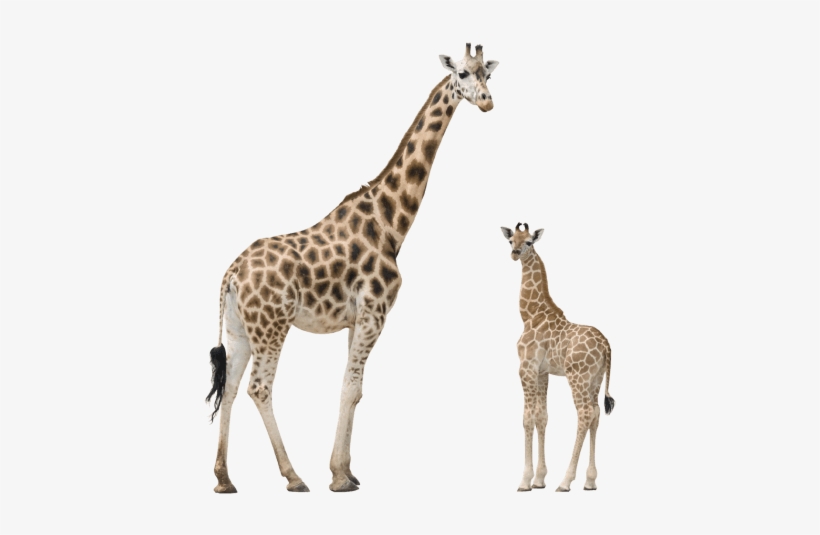 Free Png Giraffe Png Images Transparent - Jirafa Y Su Cria, transparent png download