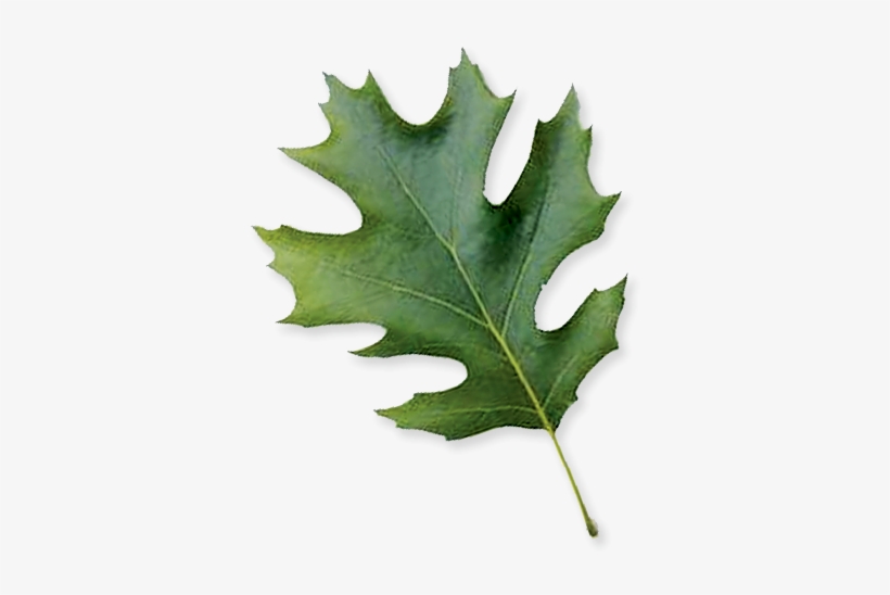 Shumard Oak - Maple Leaf, transparent png download