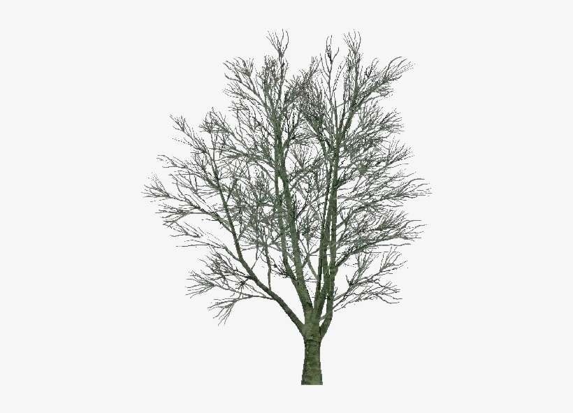 3d Trees - Country Elm - Software, transparent png download