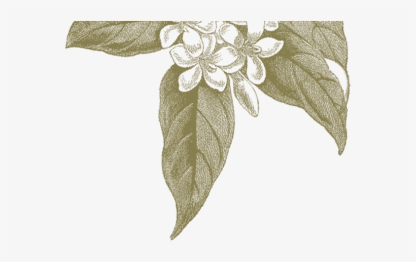 Flourish - Portable Network Graphics, transparent png download