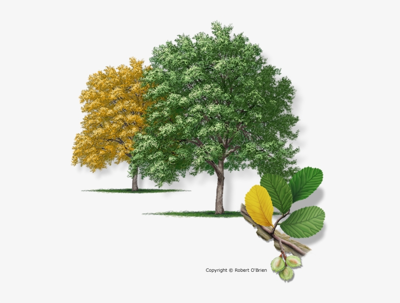 Cedar Elm, transparent png download