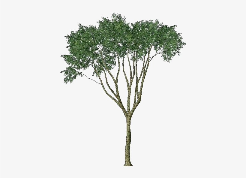 3d Trees - Country Elm - Arbres Mediterraneens Png, transparent png download
