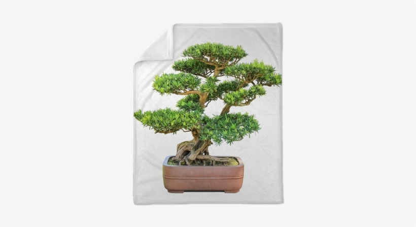 Elm, transparent png download