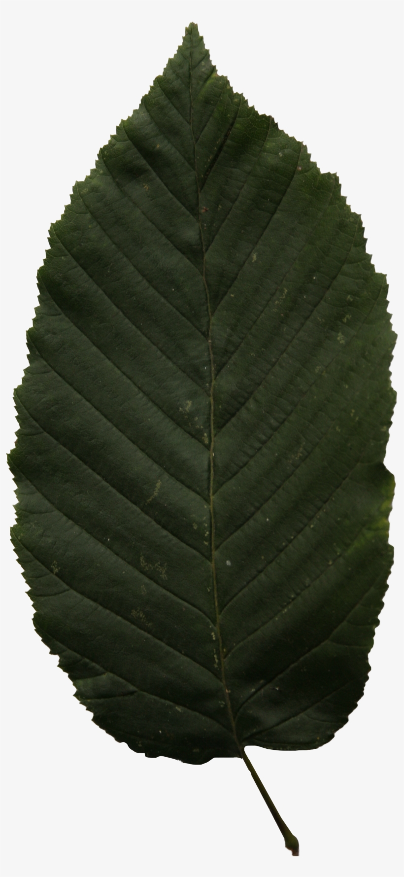 2d Leaves - Ulmus Alata, transparent png download