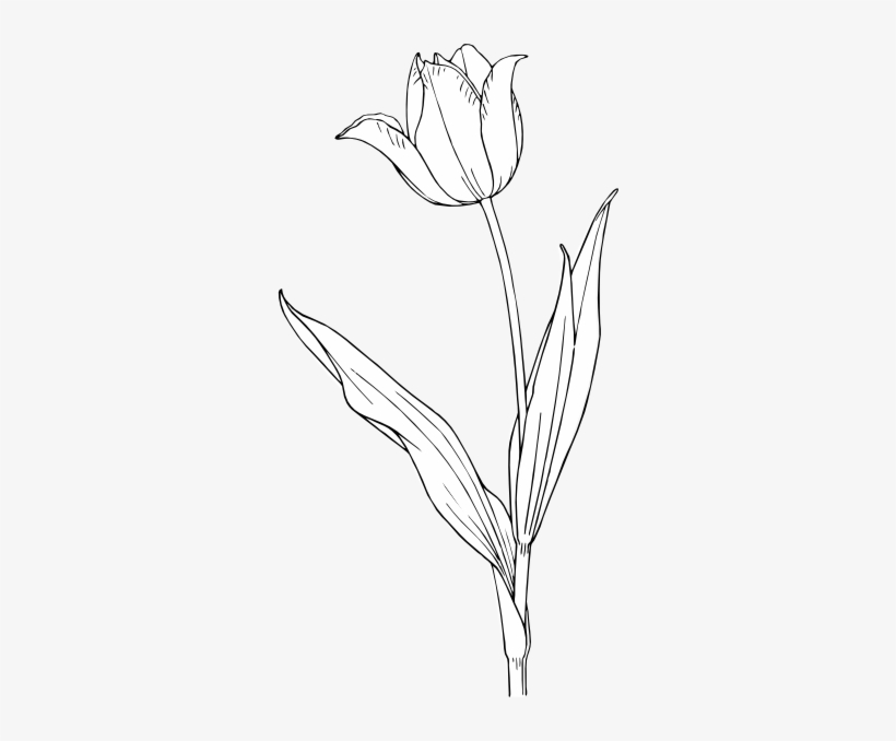 Tulipe Dessin, transparent png download