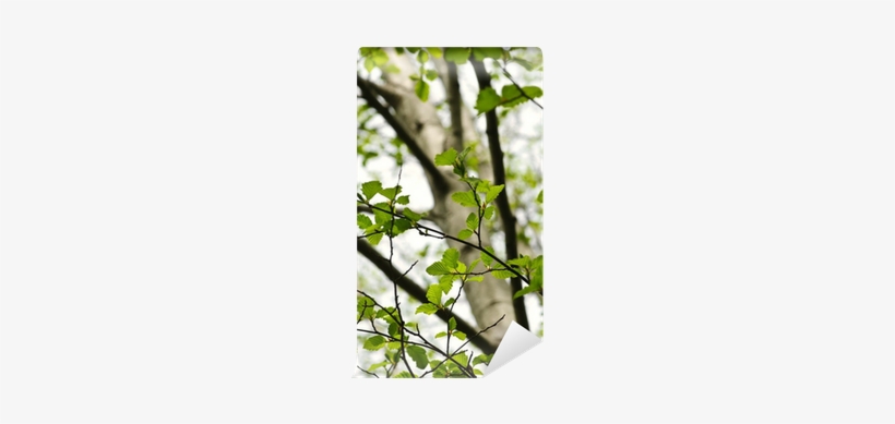 Elm, transparent png download