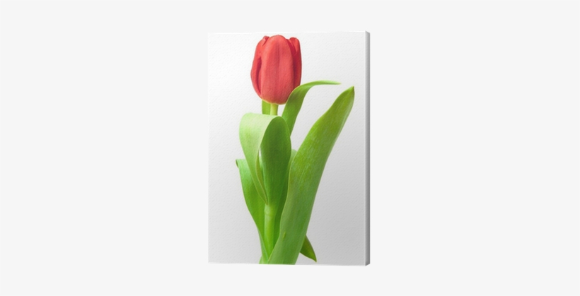 Tulip, transparent png download