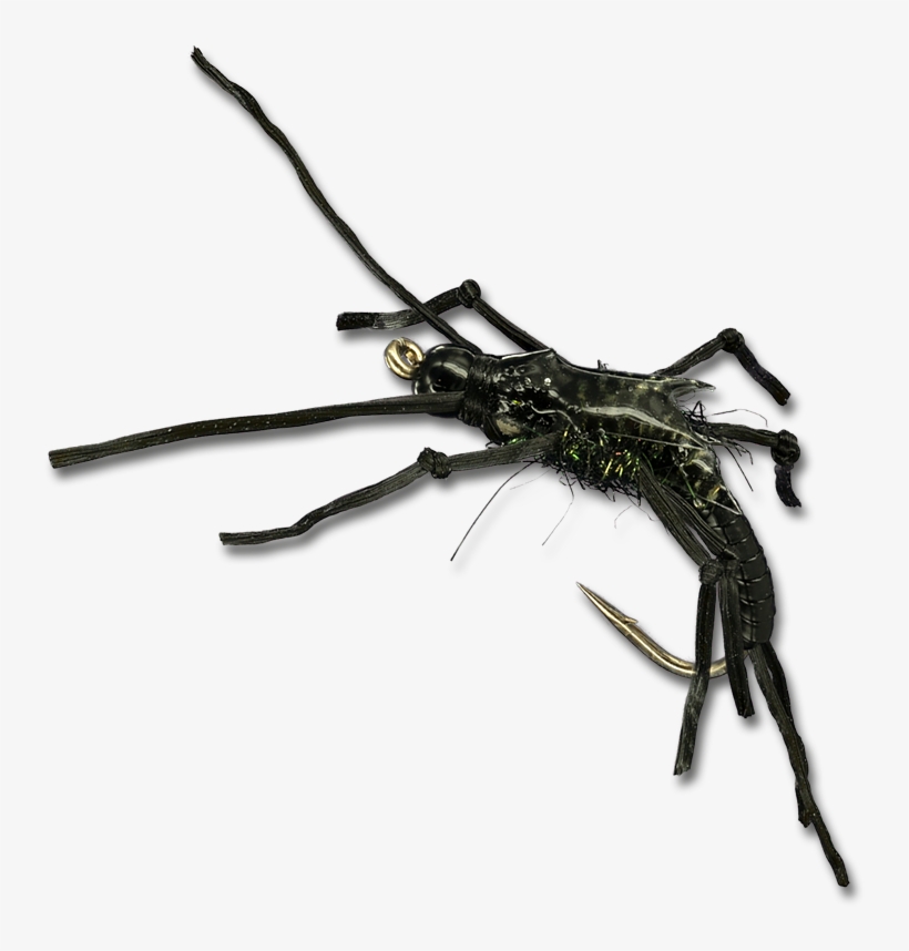 Rolling Stone - Black - Tiger Beetle, transparent png download