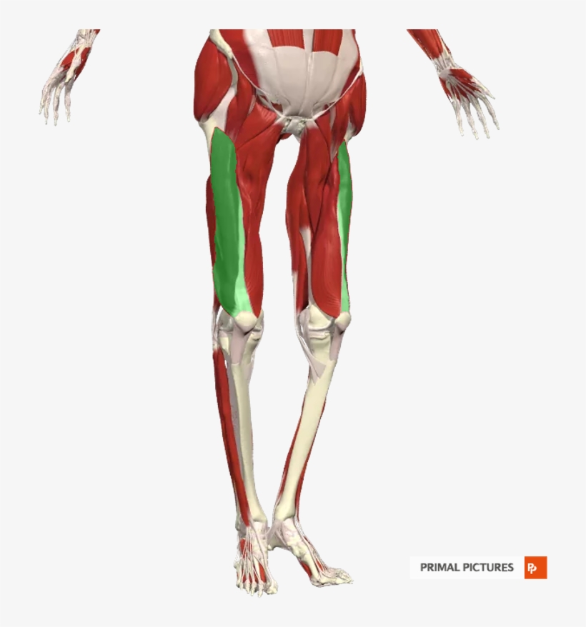 Pa- Anterior And Lateral Aspects Of The Upper 2/3 Of - Card Image, transparent png download