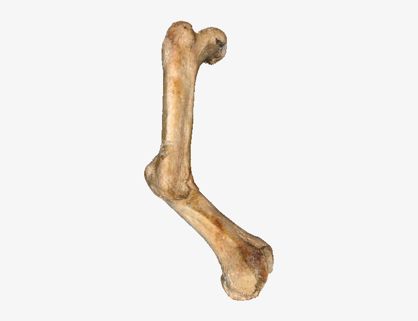 Right Femur - Wood, transparent png download