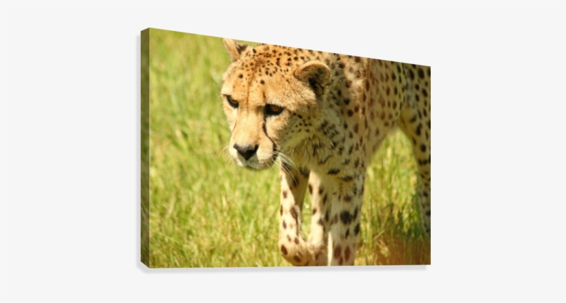 Cheetah The Fastest Land Animal Canvas Print - Canvas Print, transparent png download