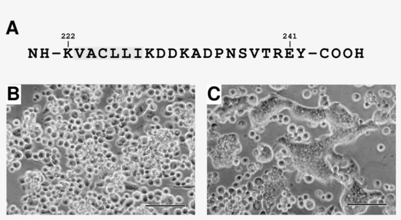 Inhibition Of Gp64 Efp Membrane Fusion Activity By - Creatz3d, transparent png download