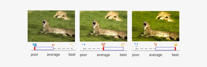 Visual Results From Our User Study - Cheetah, transparent png download