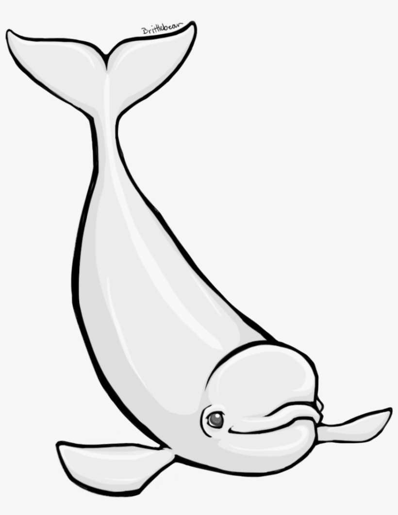 Beluga Whale By Brittlebear On Clipart Library - Beluga Clipart, transparent png download