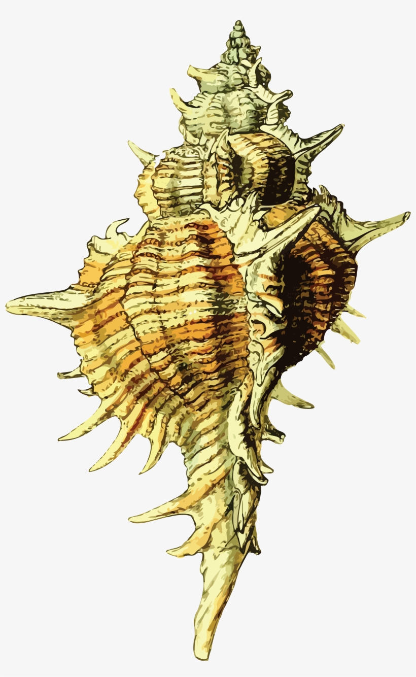 , , - Seashell, transparent png download