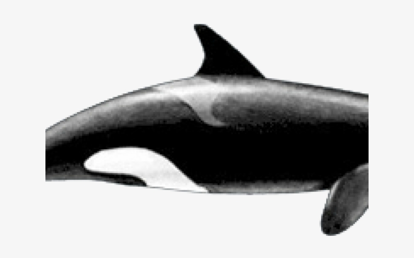 Shark, transparent png download