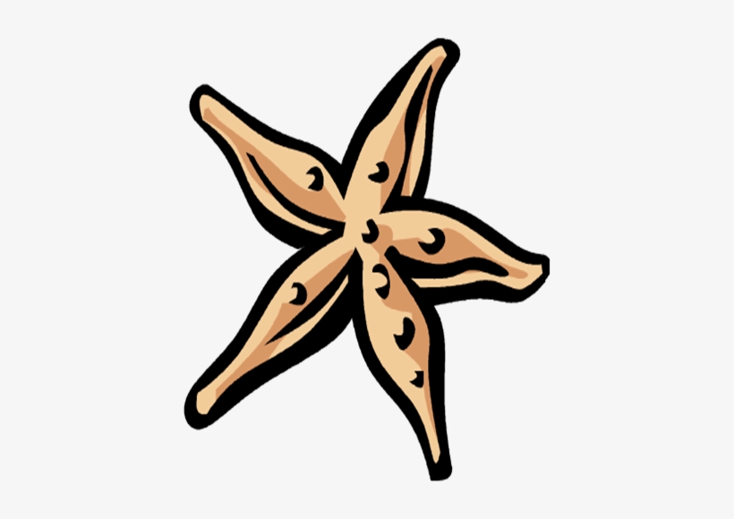 Starfish - Illustration, transparent png download