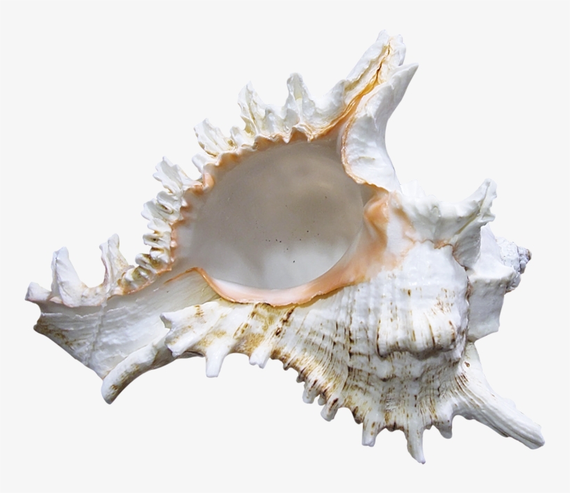 Seashell, transparent png download