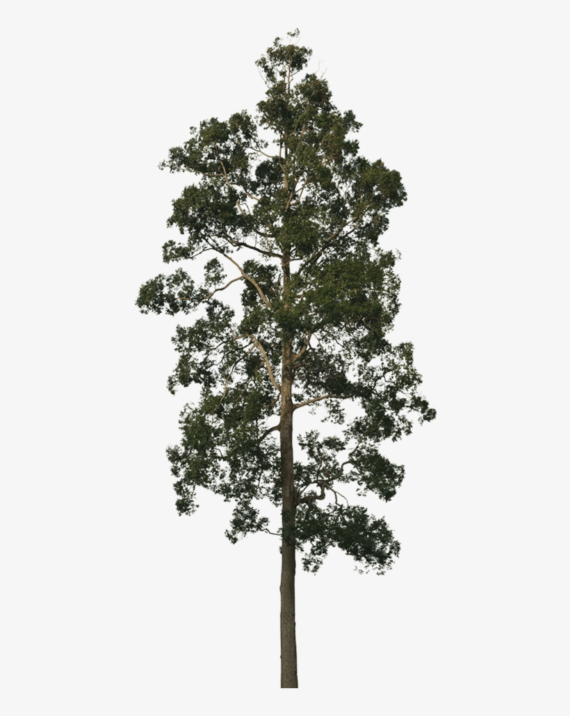 New Forests Conservation Forestry - Blue Gum Tree Png Transparent PNG