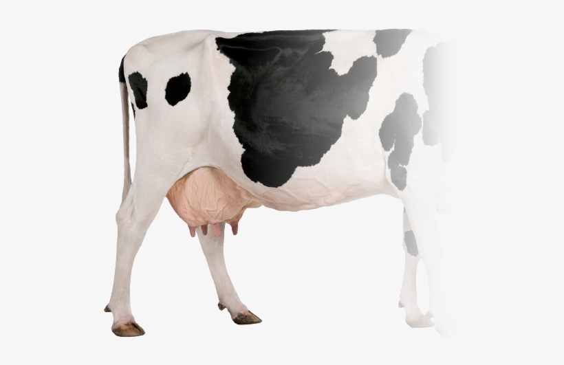 Teat Spray Per Cow - Cow Profile, transparent png download