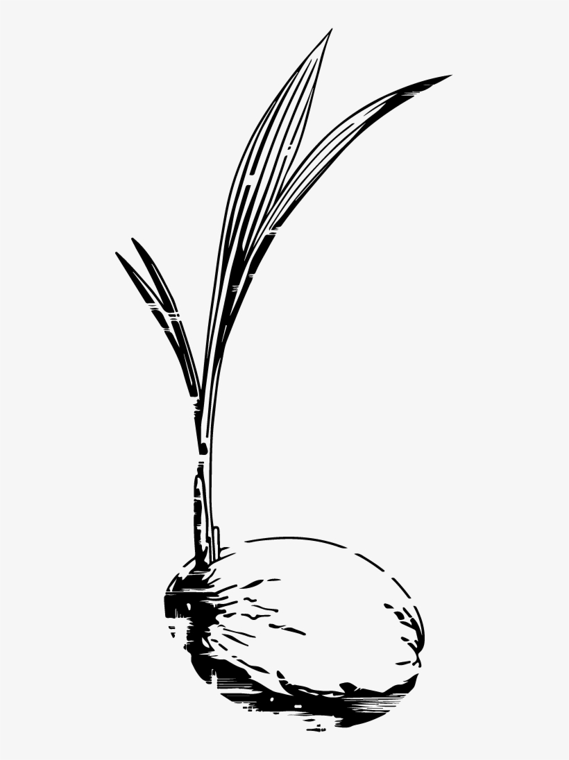 Corporate Icon Jpg File Young Coconut, transparent png download