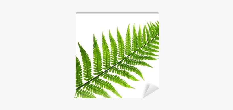 Types Of Plants Kingdom, transparent png download