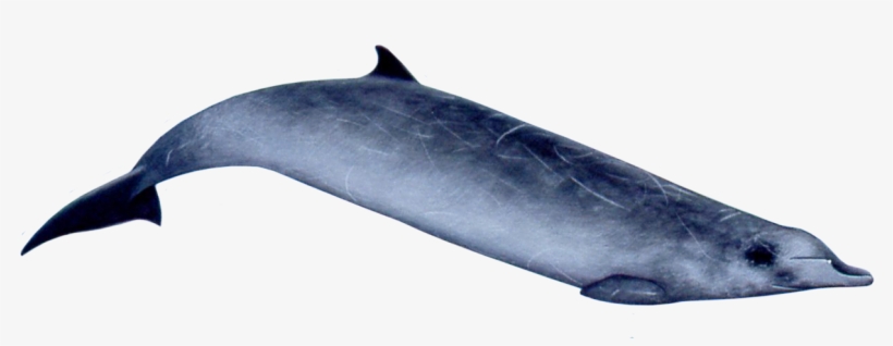 Ginkgo-toothed Beaked Whale, transparent png download