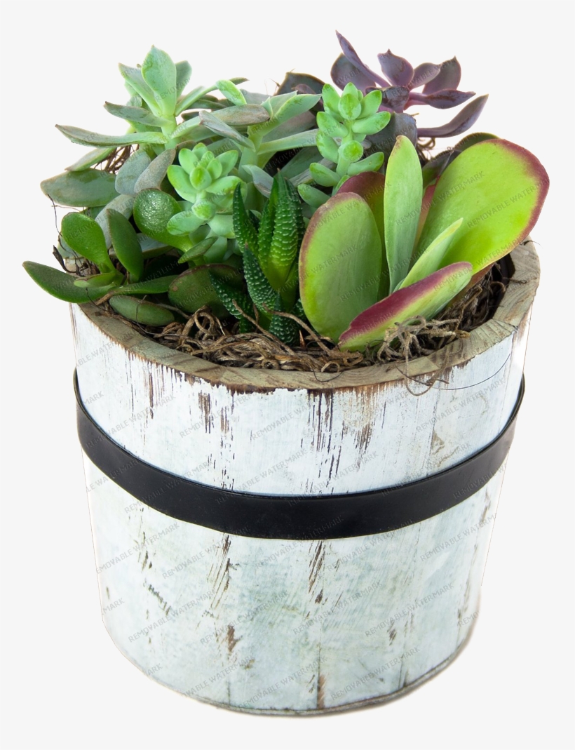 Stately Succulent Garden Round Wooden Pot, transparent png download